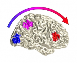 Illustration der Verarbeitung von Sinnesreizen im Gehirn: Flexibilität wird erst auf einer höheren Verarbeitungsstufe verortet (rot). Foto: Universität Bielefeld, C. Kayser